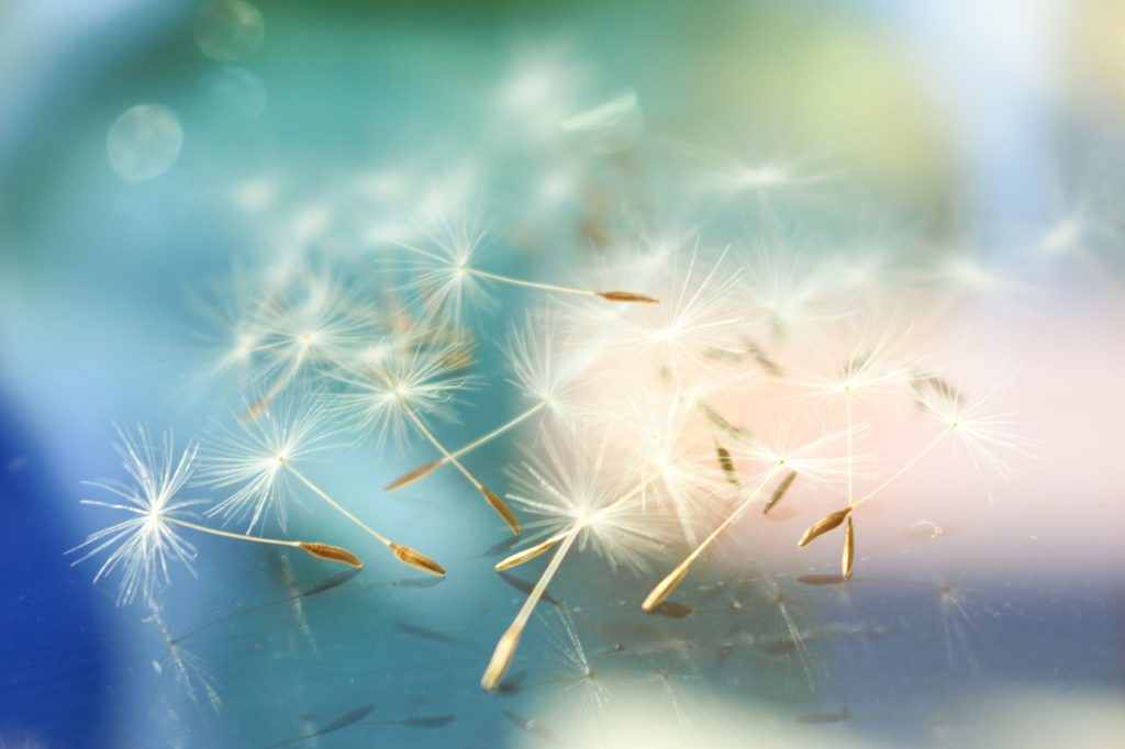 image of dandelion seeds with bokeh background